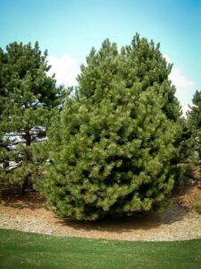 Сосна Чёрная (Pinus Nigra) купить по цене от 270.00р. в интернет-магазине «Посадика» с доставкой почтой в в Тырныаузе и по всей России – [изображение №1].