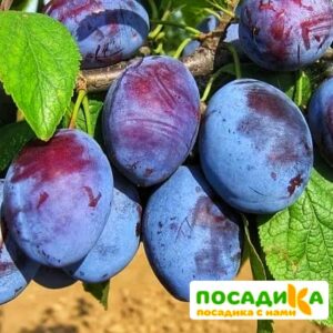 Слива Чачакская ранняя купить по цене от 229.00р. в интернет-магазине «Посадика» с доставкой почтой в в Тырныаузе и по всей России – [изображение №1].