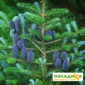 Пихта корейская (Abies koreana) купить по цене от 450.00р. в интернет-магазине «Посадика» с доставкой почтой в в Тырныаузе и по всей России – [изображение №1].