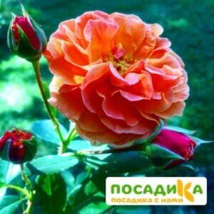 Роза Арабия купить по цене от 350.00р. в интернет-магазине «Посадика» с доставкой почтой в в Тырныаузе и по всей России – [изображение №1].