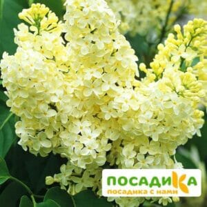 Сирень Примроуз (Primrose) купить по цене от 529.00р. в интернет-магазине «Посадика» с доставкой почтой в в Тырныаузе и по всей России – [изображение №1].