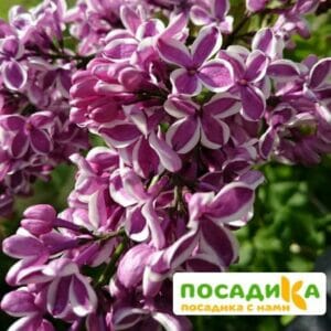 Сирень Сенсация купить по цене от 529.00р. в интернет-магазине «Посадика» с доставкой почтой в в Тырныаузе и по всей России – [изображение №1].