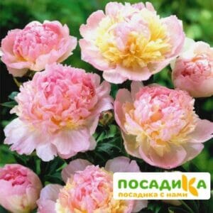 Пион Распберри Сандей (Paeonia Raspberry Sundae) купить по цене от 959р. в интернет-магазине «Посадика» с доставкой почтой в в Тырныаузе и по всей России – [изображение №1].