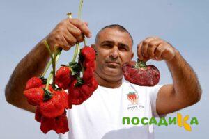 Клубника Гигант Джорнея купить по цене от 266р. в интернет-магазине «Посадика» с доставкой почтой в в Тырныаузе и по всей России – [изображение №1].