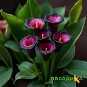 Калла Аура Лейс купить по цене от 400р. в интернет-магазине «Посадика» с доставкой почтой в в Тырныаузе и по всей России – [изображение №1].