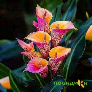Калла Оникс купить по цене от 450р. в интернет-магазине «Посадика» с доставкой почтой в в Тырныаузе и по всей России – [изображение №1].
