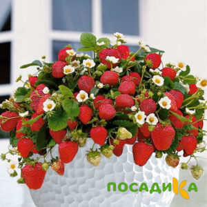 Клубника Рубиновый Шепот (горшечная) купить по цене от 240р. в интернет-магазине «Посадика» с доставкой почтой в в Тырныаузе и по всей России – [изображение №1].