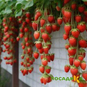 Клубника вьющаяся Комплимент купить по цене от 470р. в интернет-магазине «Посадика» с доставкой почтой в в Тырныаузе и по всей России – [изображение №1].