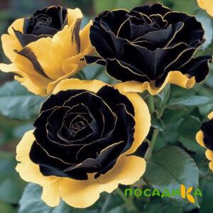 Роза Ханни Сикл купить по цене от 700р. в интернет-магазине «Посадика» с доставкой почтой в в Тырныаузе и по всей России – [изображение №1].