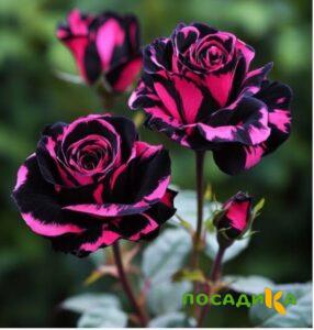 Роза Багровый Шепот купить по цене от 366р. в интернет-магазине «Посадика» с доставкой почтой в в Тырныаузе и по всей России – [изображение №1].