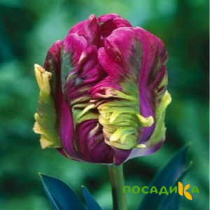 Тюльпан Экзотик Хэвен купить по цене от 186р. в интернет-магазине «Посадика» с доставкой почтой в в Тырныаузе и по всей России – [изображение №1].